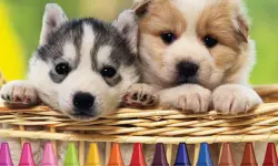 4GameGround - Puppy Coloring